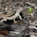 lizzard_anole_lwc_provo_h_0021_tci0021.jpg